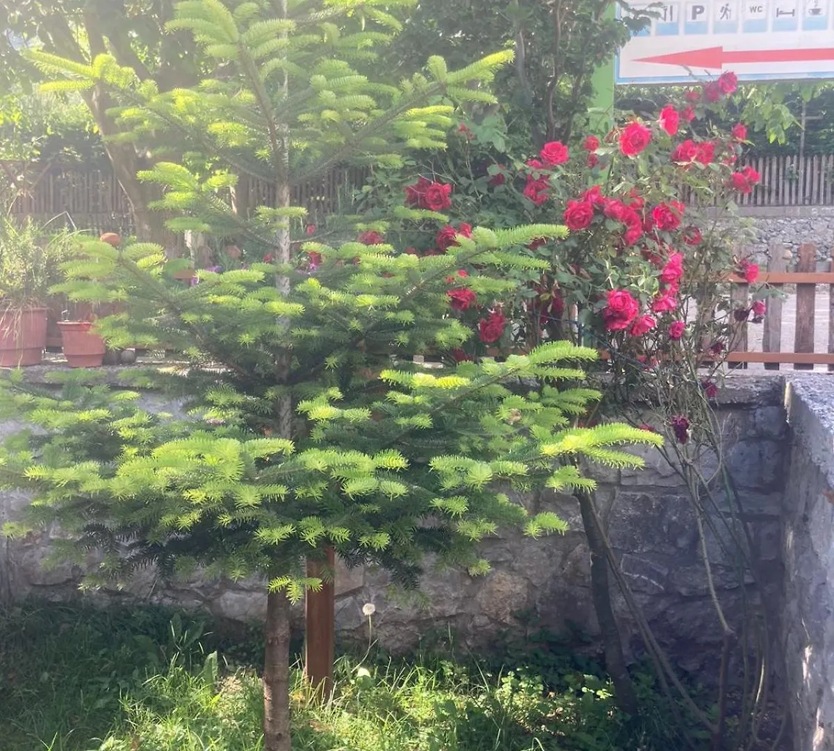 Paja Guesthouse - Camping Boge Konukevi
